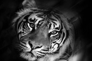 White Tigers Wallpapers   All Wallpapers New