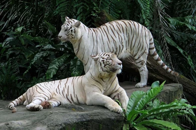 White Tigers Wallpapers   Animal Wallpapers