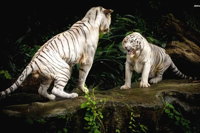 Fighting White Tigers Wallpapers   Animal Wallpapers