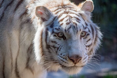 White Tiger Wallpapers   Animal Wallpapers