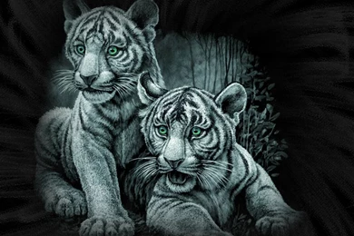 White Tiger Animal Fierce   Your HD Wallpapers