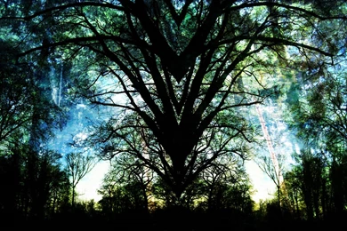 Nature Forest Path Wallpapers Picture