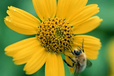 2048x2048   Free High Quality Backgrounds Pictures