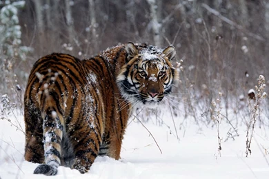 36383 Animal HD Wallpapers