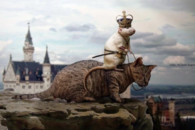 Today, We Hunt Dragons Wallpapers 26339