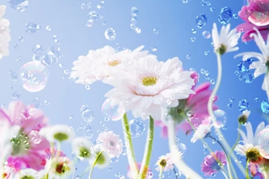 Wallpapers Desktop Backgrounds Flowers