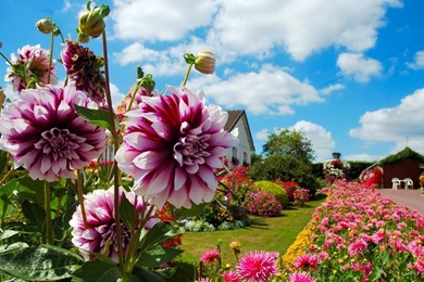 Dahlia Flower HD Wallpapers