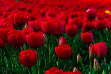 Beautiful Flowers Wallpapers For Desktop Backgrounds 1680 ...