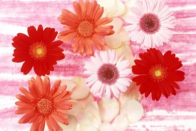 Desktop Wallpapers · Gallery · Windows 7 · Flowers Backgrounds ...