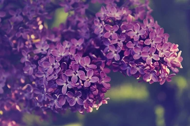Lilac Desktop Wallpapers
