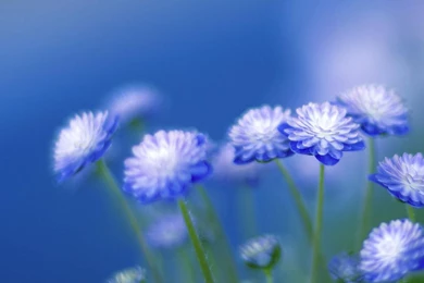 Blue Flower Desktop Wallpaper, Blue Flower Images, New Wallpapers