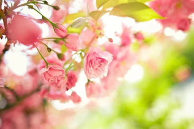 Tree Branches Pink Flowers Leaves Spring Macro Desktop Backgrounds ...