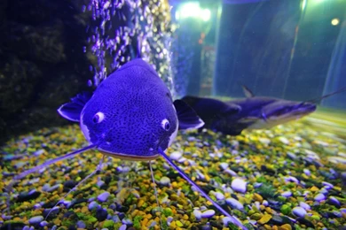 Desktop Wallpapers Free