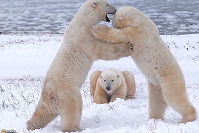 Polar Bears Playing Photo, Animals Wallpapers – National Geographic ...
