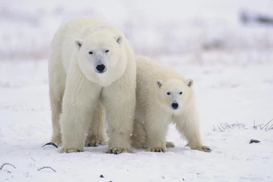 Canada Animals Baby Polar Bears Wallpapers