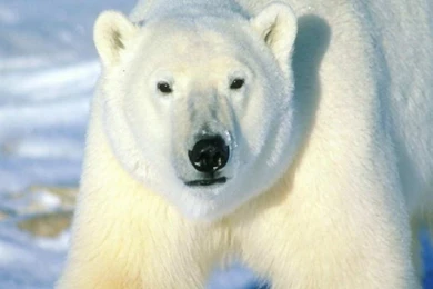 Polar Bear   The Animal Kingdom Wallpapers (1139109)   Fanpop