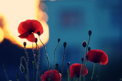 Poppy Flower Desktop Wallpapers