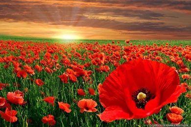 Poppy Field Wallpapers 2   Crazy Frankenstein