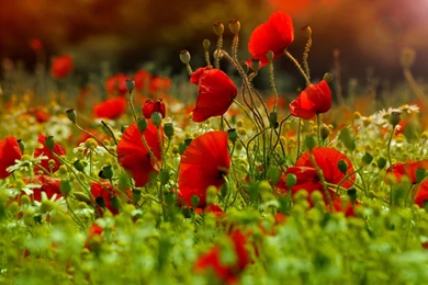 Poppies wallpaper 45767 47028 hd wallpapers.jpg