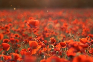 Poppies Meadow HD Desktop Wallpapers : Mobile : Dual Monitor