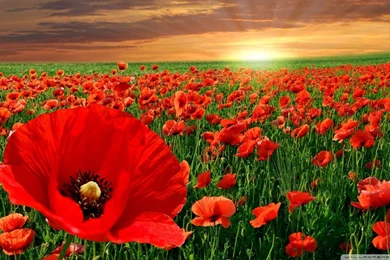 Poppies Wallpapers >> Backgrounds With Quality HD