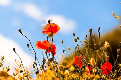 Poppies Wallpapers   Flower Wallpapers