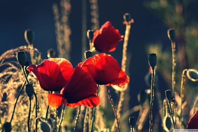 1920x1080   Page 911