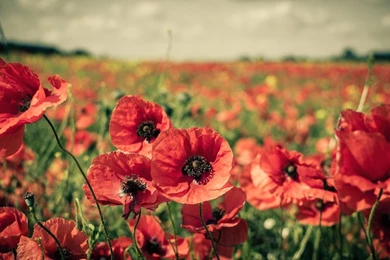 Poppies Wallpapers   Flower Wallpapers