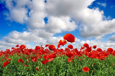 A Fiel3d Poppies Wallpapers   Your HD Wallpapers