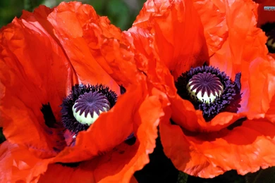 Poppies Wallpapers   Flower Wallpapers