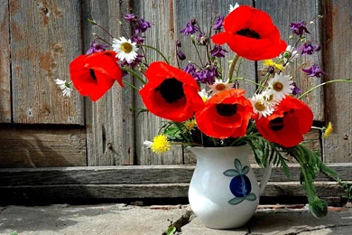 1600x900 Poppies Wallpapers