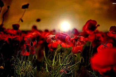 Poppy Field In The Sunset Wallpapers