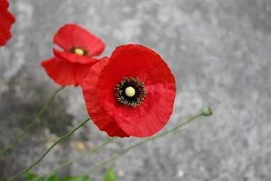 Poppies Wallpapers