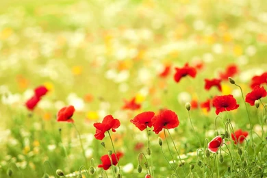 Poppies Field >> HD Wallpaper, Get It Now!