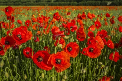 Poppies   (