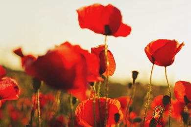Sunlit Poppies Widescreen Wallpapers