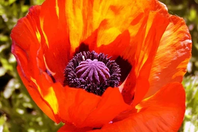 Poppies Wallpapers   110571