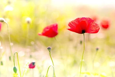 Poppy Flowers Wallpapers