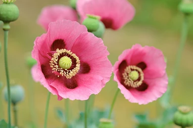 Poppies Flowers Wallpapers