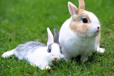 Beautiful Rabbit Wallpapers.jpg
