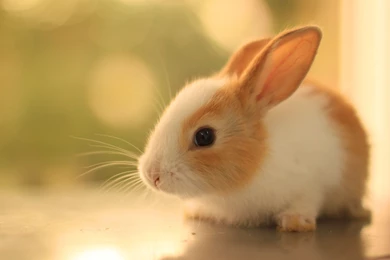 The Top 10 Rabbit Wallpapers In The World   Bunny Box