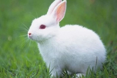 Gallery For   Rabbit Wallpapers Download