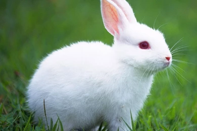 White Rabbit Wallpapers   Wallpapers Cave
