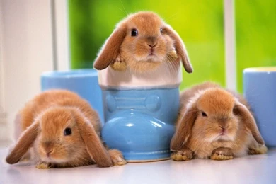 Rabbit Wallpapers PC Desktop