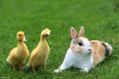 Rabbit HD Wallpapers