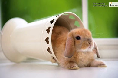 Rabbits Wallpapers   Photo 99 Of 169