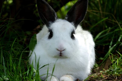 Forest Rabbit Wallpapers Free