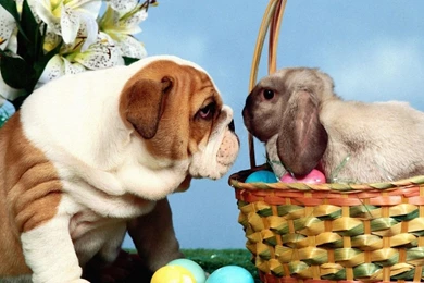 Rabbit Wallpapers 1280x800 Wallpapers, 1280x800 Wallpapers ...