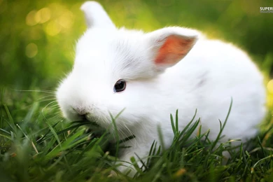 White Rabbit Wallpapers   Animal Wallpapers