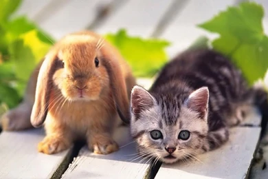 Cat And Rabbit Wallpapers Desktop 310
